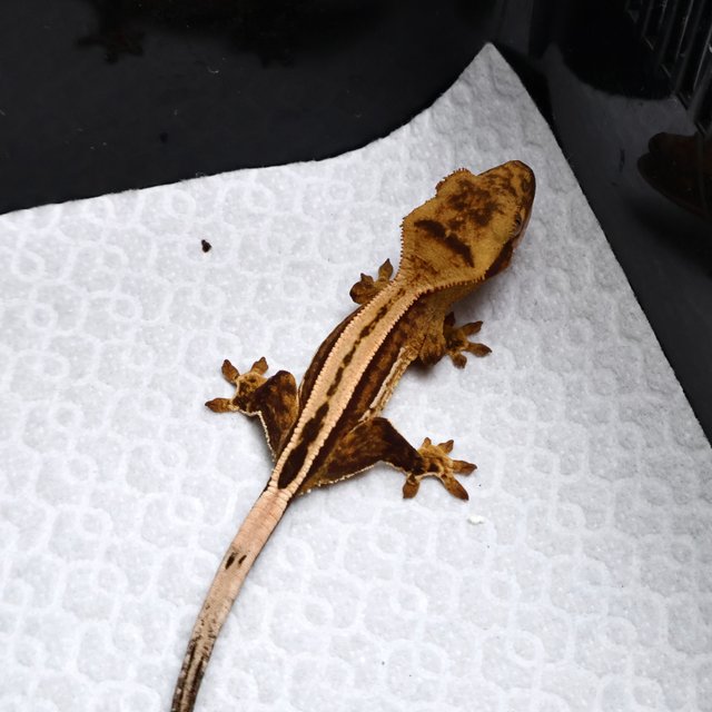 Super Stripe Empty Back Pinstripe Full Pinstripe White Pin Creamsicle