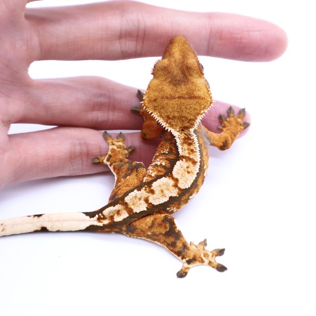 Tri Tangerine White