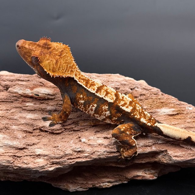 Tri Drippy Extreme Harlequin White Spot White Pin Tangerine