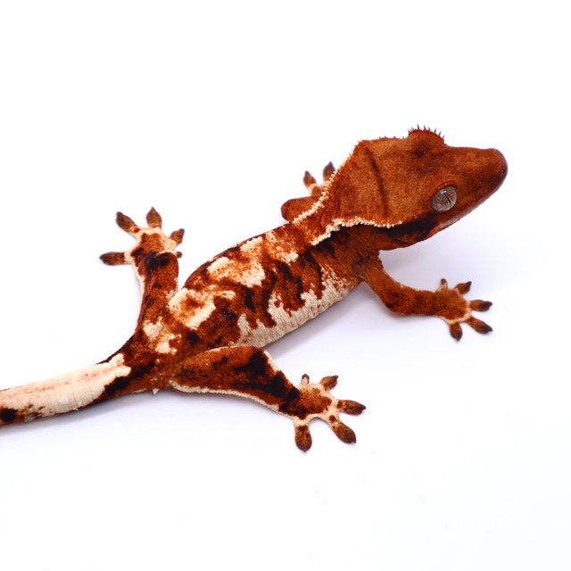 Drippy White Spot White Pin White Tangerine Tri