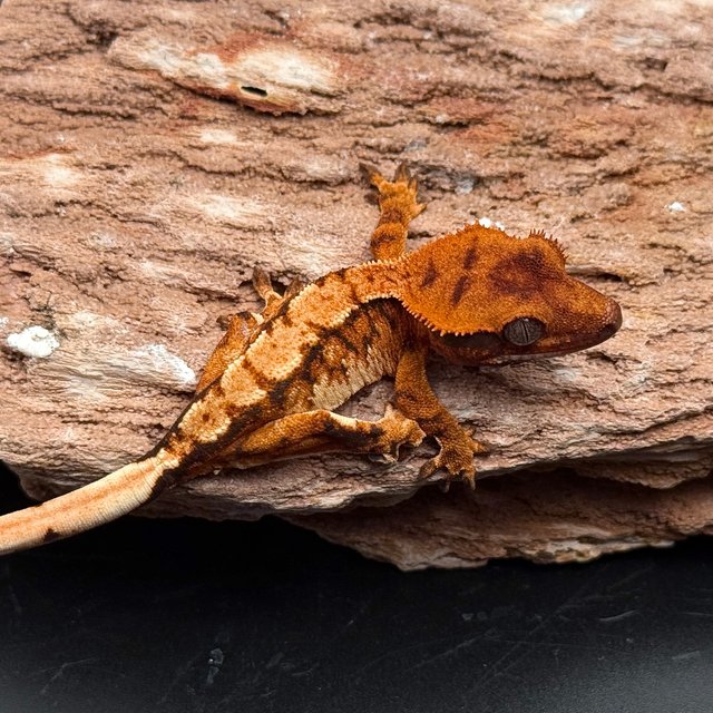 Tri Drippy White Spot White Pin Tangerine White