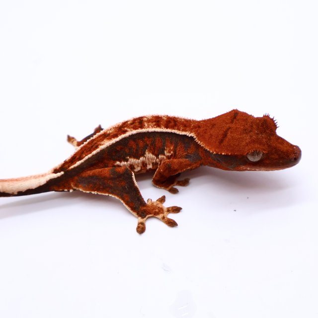 Tri Pinstripe White Spot Tangerine White