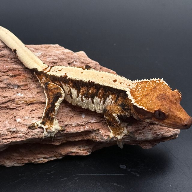 Tri Solid Back White Spot White Pin Tangerine White