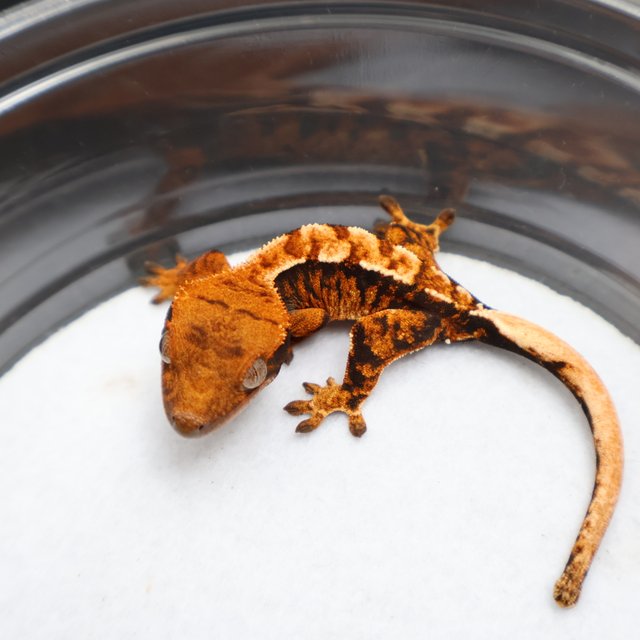 노멀 텐저린 타이거 할로윈 할리퀸