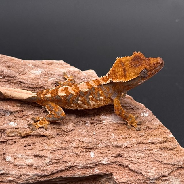 Tri Drippy Extreme Harlequin White Spot White Pin Tangerine