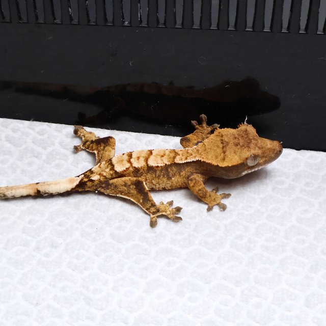 Tri Drippy White Spot White Pin White