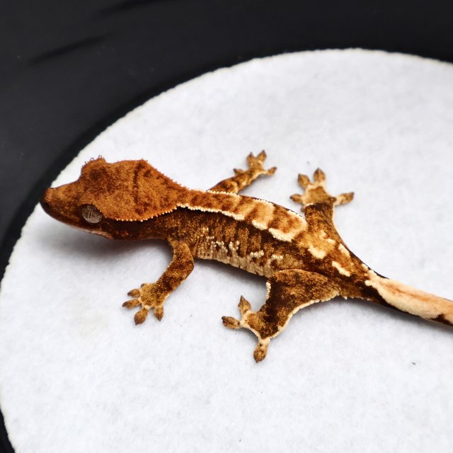 Tri Drippy White Spot White Pin White