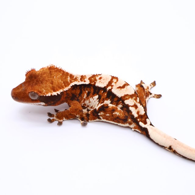 Tri Drippy White Spot White Pin Tangerine White