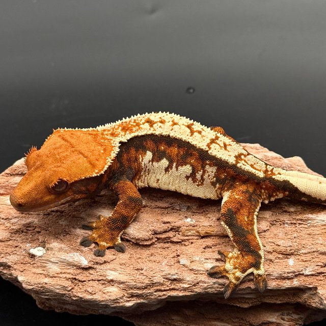 White Spot Tri White Pin Drippy White Tangerine