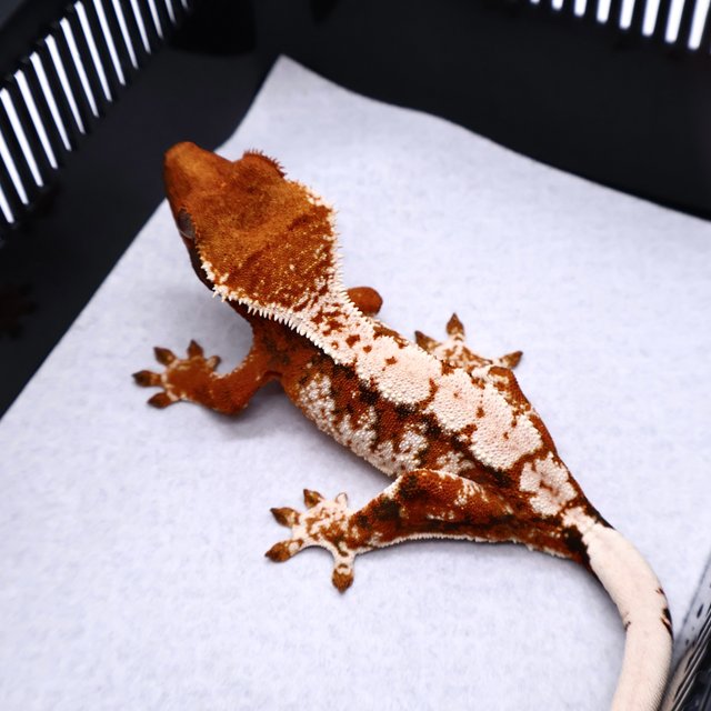 Tri Tangerine White