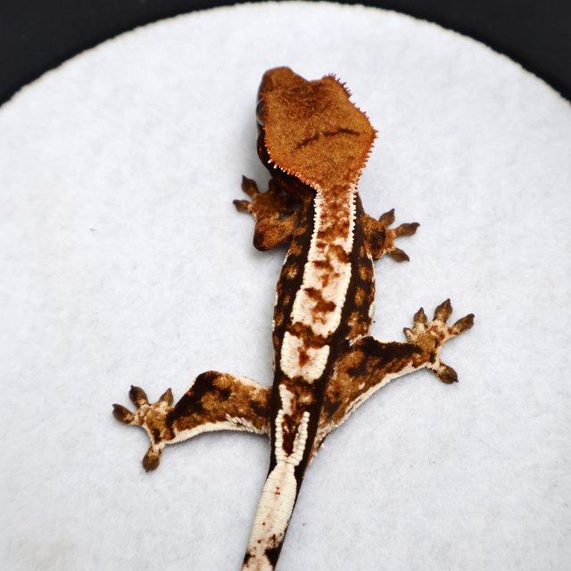 Tri Drippy White Spot White Pin Tangerine White