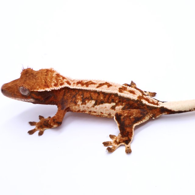 Tri Tangerine White