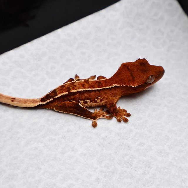 Tri Pinstripe White Spot White Pin Tangerine White