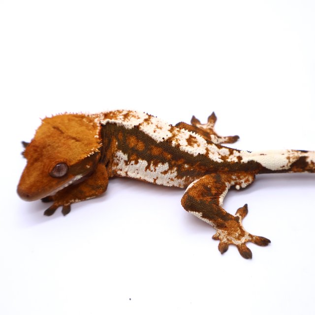 Tri Tangerine White