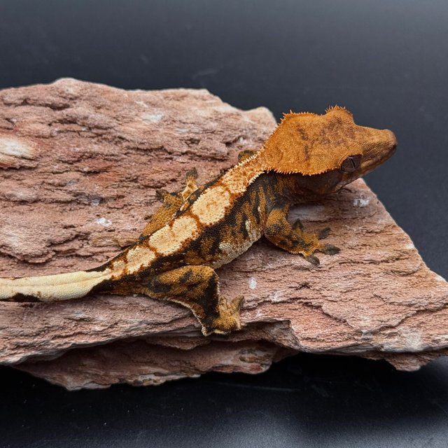 Tri Drippy White Spot White Pin White