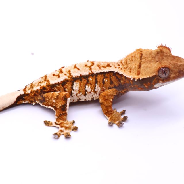 Tri White Spot White Pin Tangerine White Barb