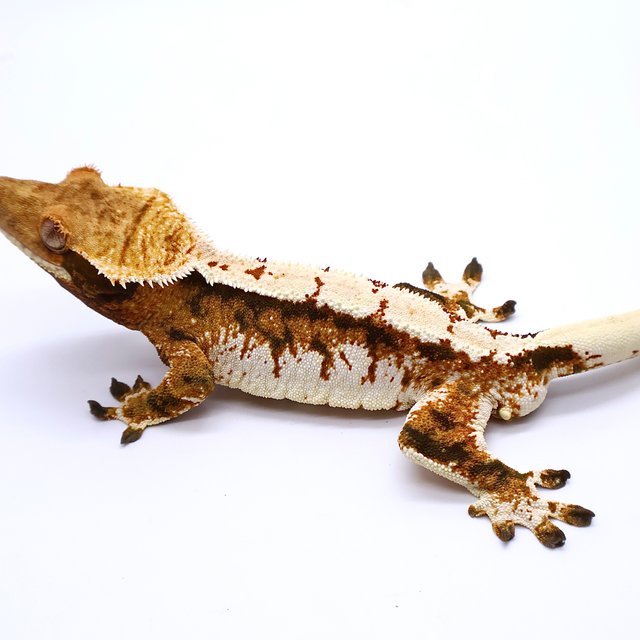 Tri White