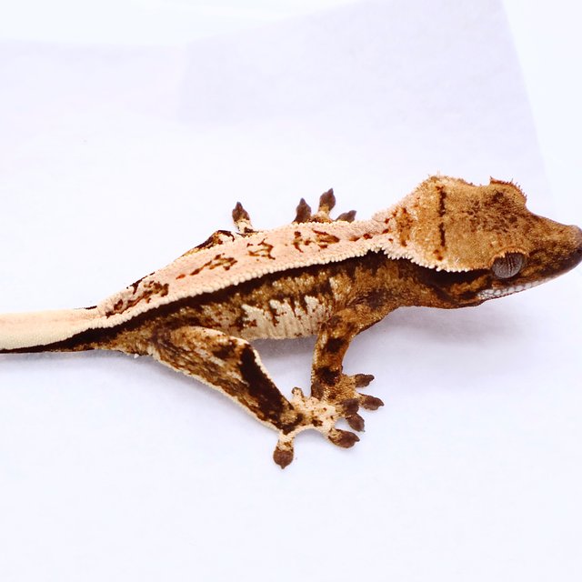Tri White