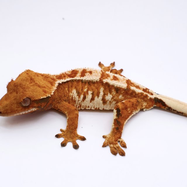 Tri