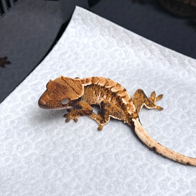 Tri Drippy White Spot White Pin Tangerine White