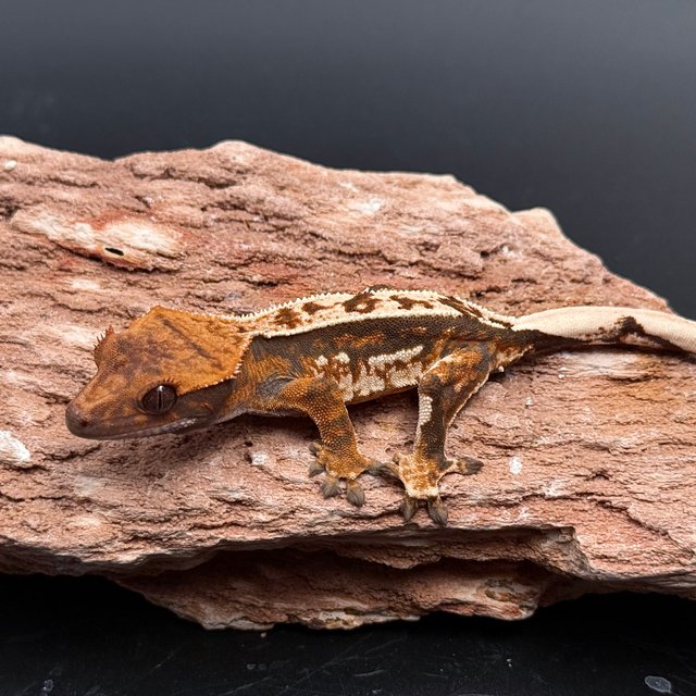 Tri White Spot White Pin Tangerine White