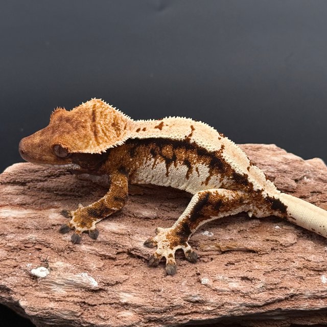 Tri Solid Back White Spot White Pin Tangerine White