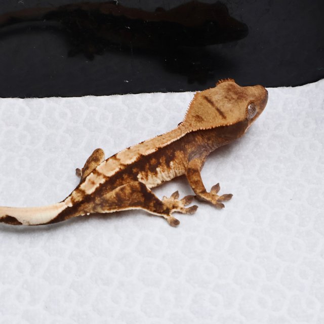 Tri Drippy White Spot White Pin White