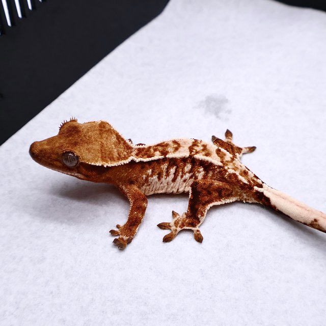 Tri Tangerine White