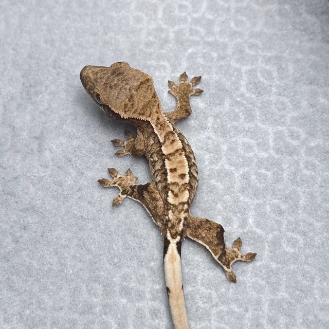 Tri Drippy White Spot White Pin Tangerine White