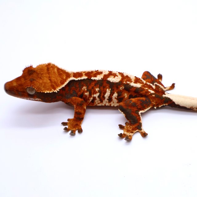 Tri Tangerine