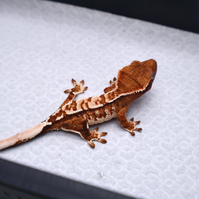 트라이 텐저린 화이트