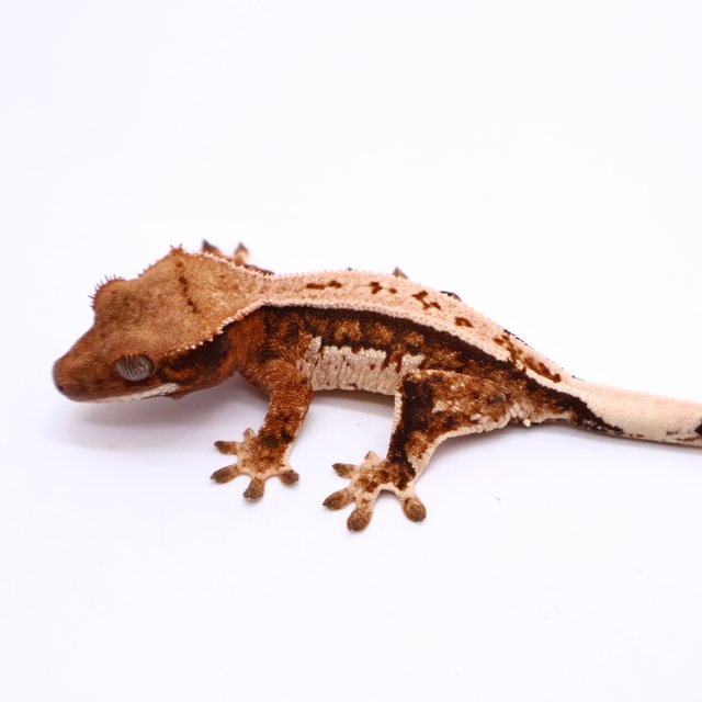 트라이 드리피 화이트스팟 화이트핀 텐저린 화이트