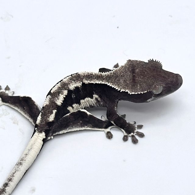 릴잔틱