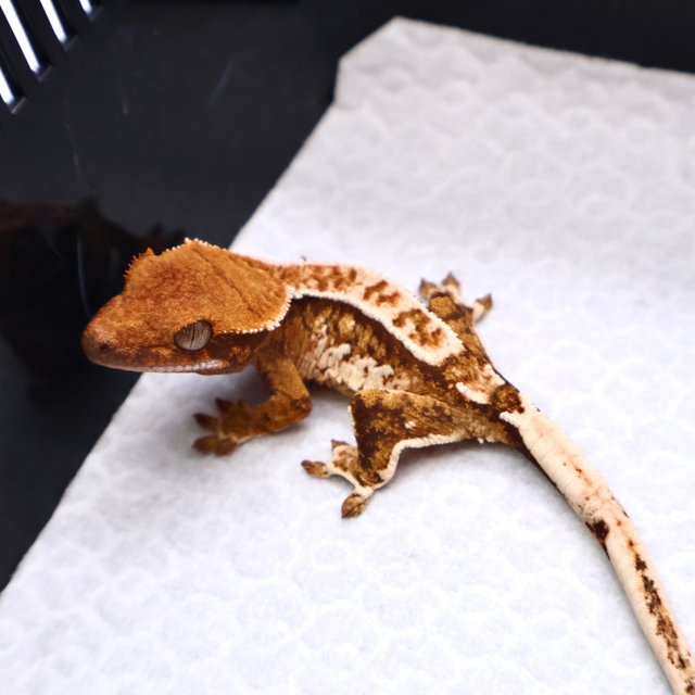 트라이 핀스트라이프 화이트크라운 화이트핀 텐저린 화이트