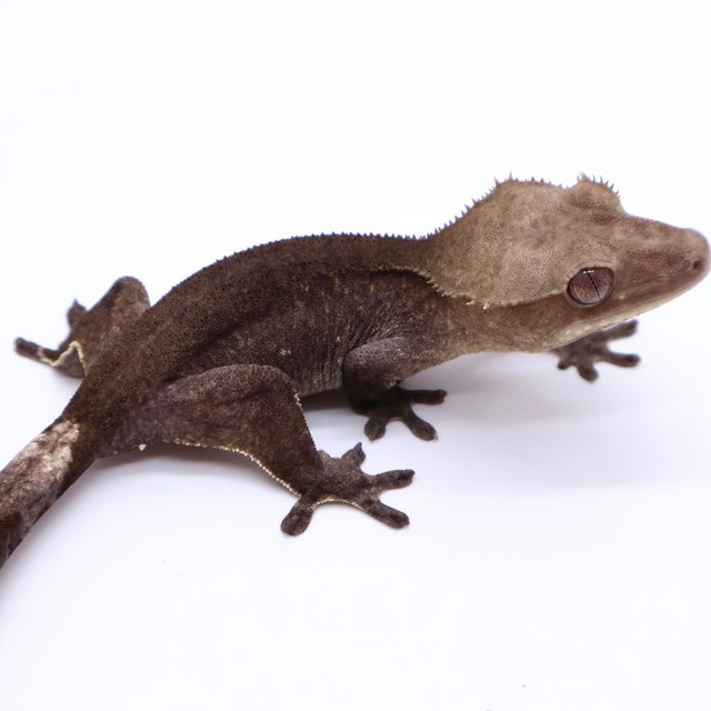 Axanthic Buckskin Black