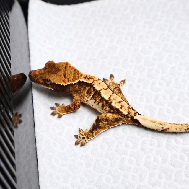 Tri Drippy White Spot White Pin Tangerine White