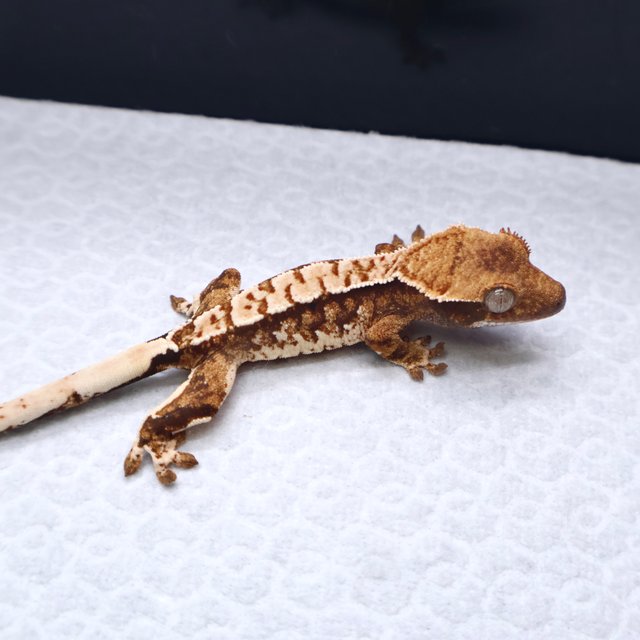 트라이 텐저린 화이트