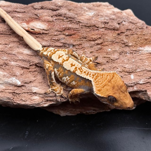 Tri Drippy White Spot White Pin White