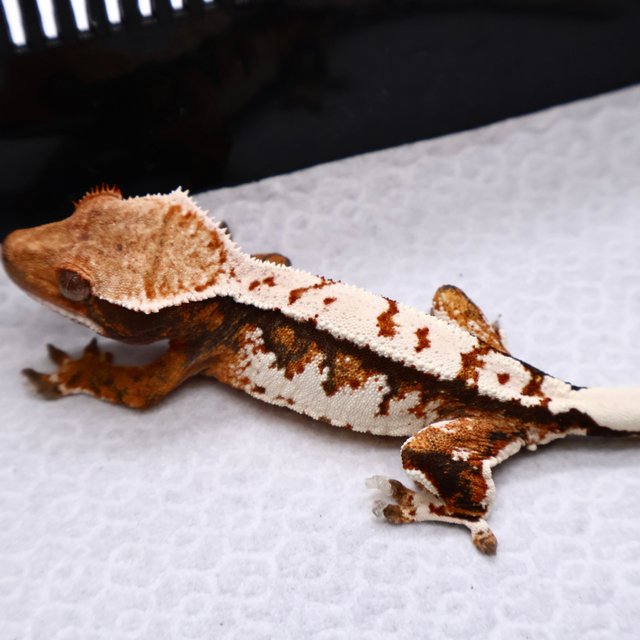 트라이 텐저린 화이트