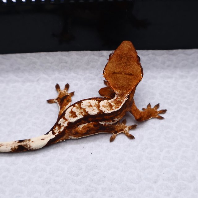 트라이 텐저린 화이트