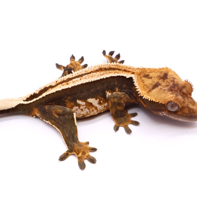 Empty Back Black Super Stripe Quad White