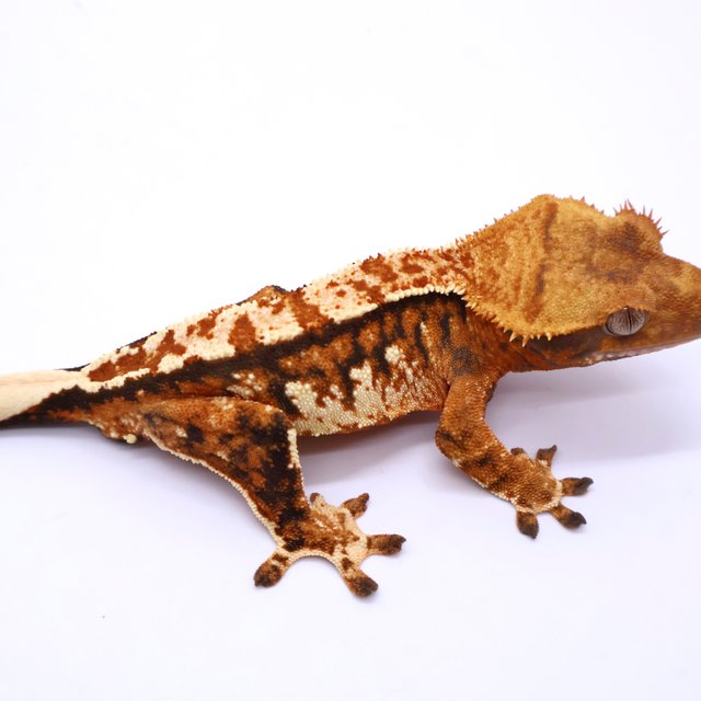Tri Tangerine