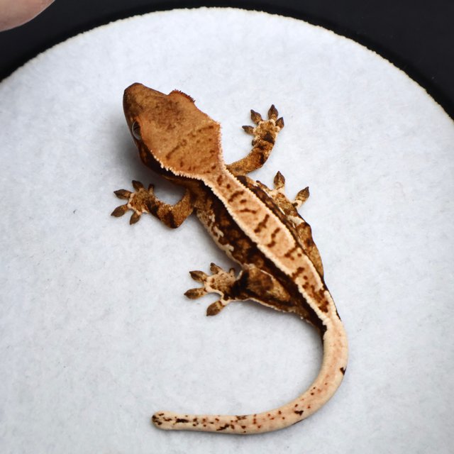 Tri Drippy White Spot White Pin Tangerine White