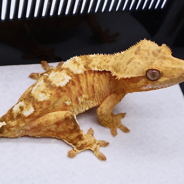 100% Het Axanthic