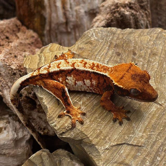 Barb Tangerine Tri