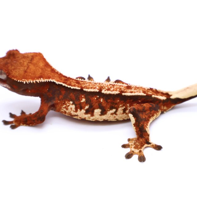 Tri Tangerine White