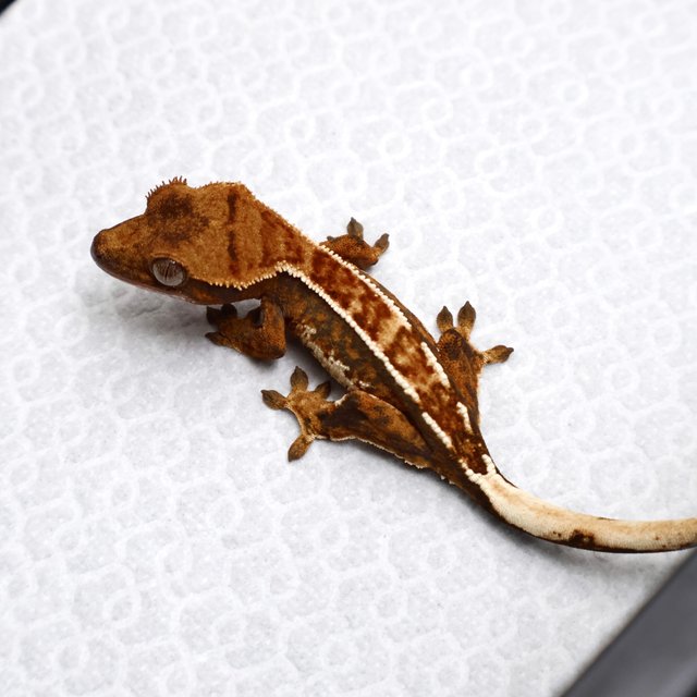 Tri Drippy White Spot White Pin Tangerine White