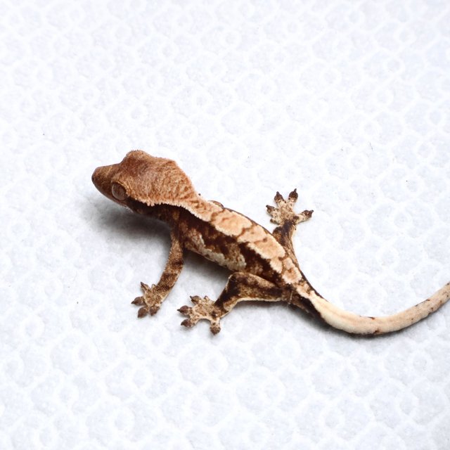 Tri Drippy White Spot White Pin Tangerine White