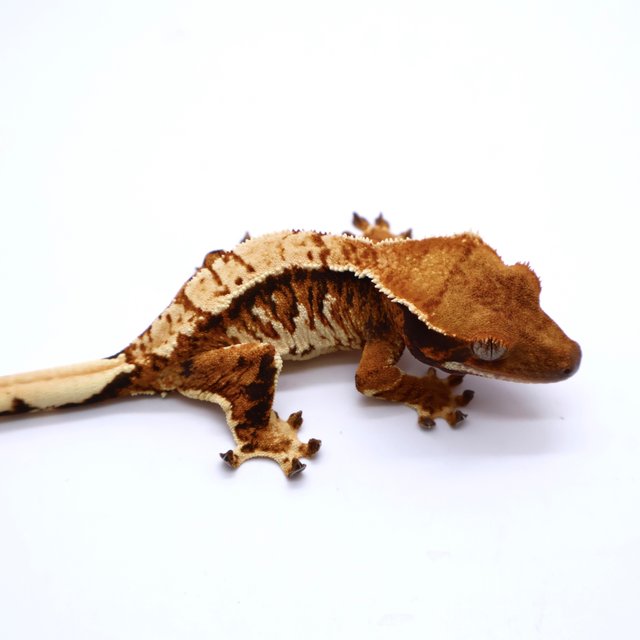 Tri Tangerine White