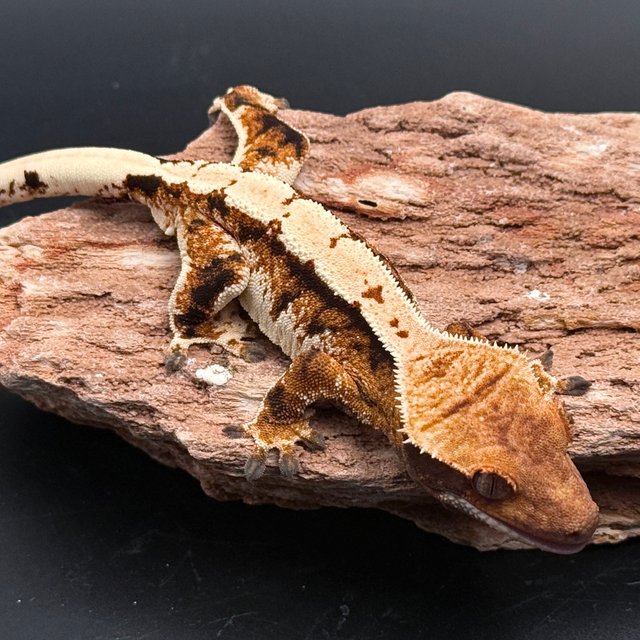 Tri Solid Back White Spot White Pin Tangerine White